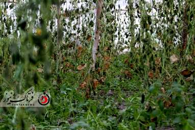 خسارت وارده به زراعت استاد اصفهان 
