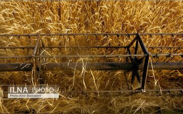 آغاز ثبت سفارش واردات گندم از کشورهای خارجی