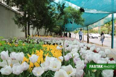 گزارش تصویری از پیاده راه لاله برای مادران 