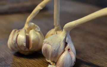  اگر عاشق سیر هستید، این بهترین راه برای رفع بوی آن از دهان است