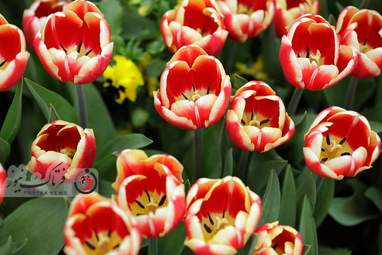 گزارش تصویری از لاله های زیبای بهاری در باغ ایرانی