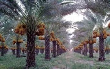 وقتی در هوای خرما پزان بوشهر درختان نخل با اصلاح الگوی آبیاری به ثمر می نشینند + فیلم 