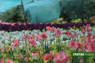 گزارش تصویری از پیاده راه لاله برای مادران 