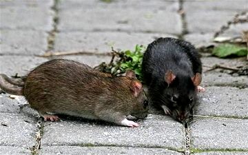 آغاز عملیات گسترده مقابله با جوندگان، زوائد بصری و علف‌های هرز در کرمانشاه