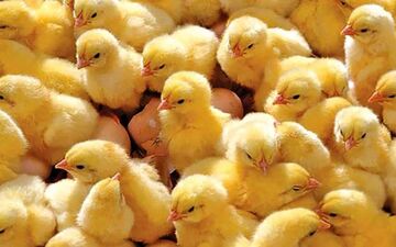 قیمت جدید جوجه یکروزه تعیین شد