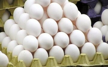  سقوط آزاد قیمت تخم‌مرغ؛ یک شانه ۳۰ عددی چند ؟! 