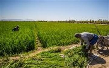 کشاورزان این خدمات را می‌توانند از بسیج دریافت کنند!

