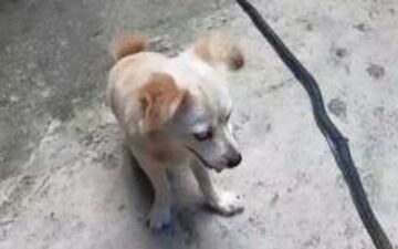 مرگ وحشتناک سگ وفادار برای نجات جان صاحبش + عکس
