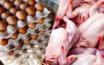 از مزرعه تا بشقاب: راز تولید انبوه تخم مرغ و گوشت مرغ در استرالیا | فیلم