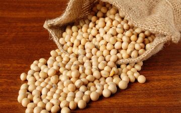 جایگزین غنی از پروتئین و کم‌هزینه برای گوشت
