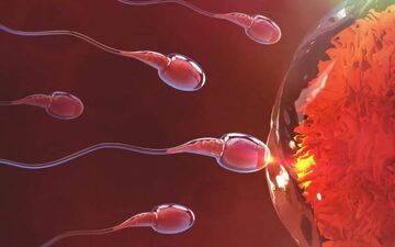 فریز تخمک، اسپرم و جنین؛ راهکار مقابله با ناباروری ناشی از زندگی مدرن/افزایش سن ازدواج، عامل اصلی ناباروری در جامعه امروز است
