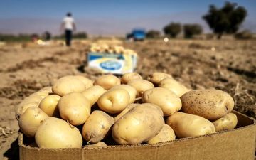 
عامل گران شدن سیب‌زمینی شناسایی شد
