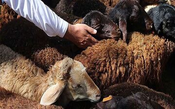 ‍ استقرار ۱۱ مرکز عرضه دام زنده بهداشتی در کرمانشاه همزمان با عید قربان
