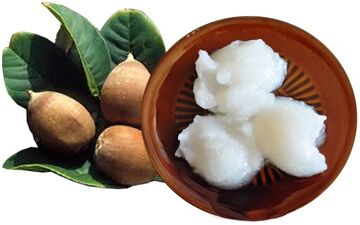 روغن باباسو: یک محصول طبیعی و چندکاره برای زیبایی و سلامت پوست و مو
