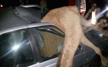 یک کشته بر اثر برخورد پژو با شتر در سیریک هرمزگان