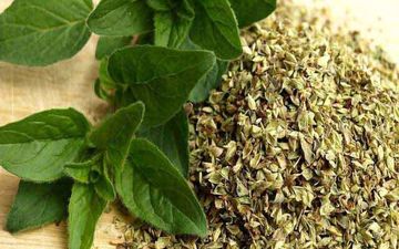گیاه پونه، مفید برای درمان سرماخوردگی، آنفلوانزا و کرونا