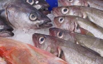 این ماهی سرطان زاست+عکس