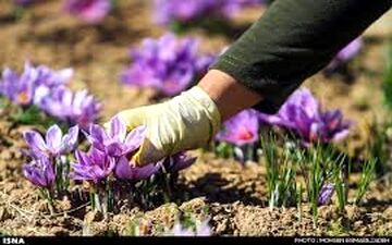 قاچاق پیاز زعفران غارت میراث ۳۰۰۰ ساله ایران/ دولت تدبیری بیاندیشد