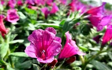 آشنایی با خواص درمانی گل گاو زبان