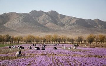 34 درصد زعفران ایران به کام کشورهای دیگر 