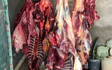 تایید رسمی عرضه گوشت اسب و الاغ 