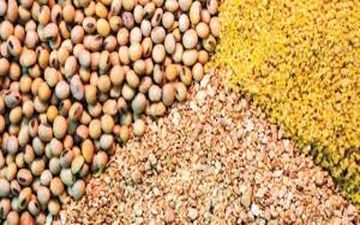 افزایش قیمت خوراک دام و طیور در بازارجهانی