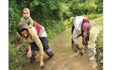 کار سخت و مزد کم، زنان کشاورز گیلان را رنج می‌دهد