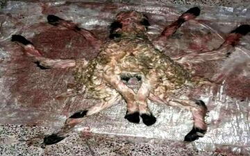 تولد یک نوزاد میش عجیب‌الخلقه در بوانات