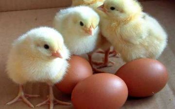فروش 20 هزار قطعه جوجه یک روزه در بورس کالا آغاز شد