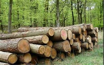 کاهش ۵ درصدی قاچاق چوب در کشور