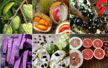 برای داشتن روان سالمتر میوه بخورید