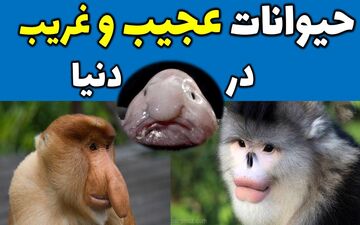 10 حیوان باورنکردنی که قطعاً تا به حال آن ها را ندیده اید! + تصاویر