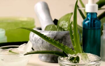 گیاه معجزه‌گر اما خطرناک