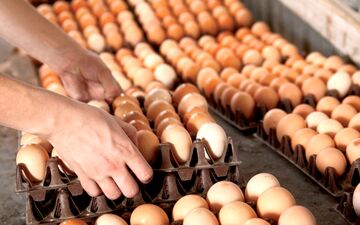 تخم مرغ به نرخ دولتی وارد بازار می شود