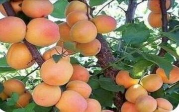 هسته زردآلو را نخورید!