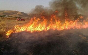 آتش به جان باغات و مزارع گندم در جوانرود افتاد 