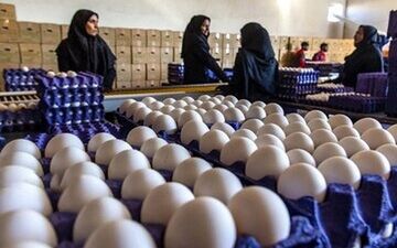 شوک بزرگ بازار تخم مرغ / قیمت جدید تخم مرغ اعلام شد