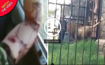 حمله مرگبار شیر باغ وحش به گردشگر! +فیلم 