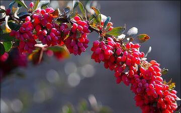 خواص فوق العاده زرشک
