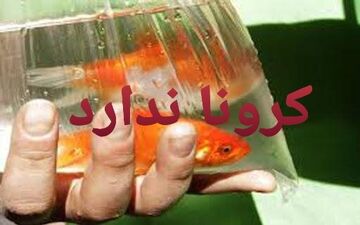 ویروس کرونا از طریق ماهی گلی منتشر نمی شود