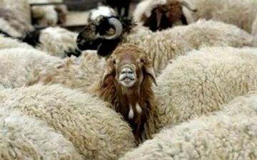 
قاچاق گوسفند زنده با قایق در آب‌های بندرعباس
