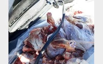 ضبط محموله بزرگ گوشت قرمز قاچاق در بندرعباس
