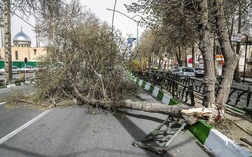 خسارت ۷ میلیارد ریالی وزش شدید باد در اصفهان؛ آغاز سرمازدگی دیررس بهاره در باغات