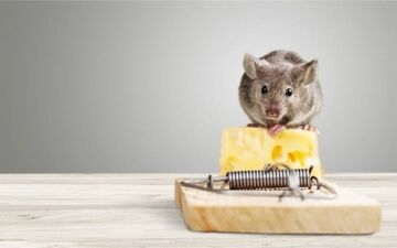 خانه ای که این بو را میدهد، موش دارد