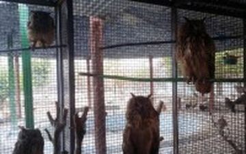 7 مرکز نگهداری حیات وحش در کشور تعطیل شد