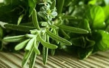 دانش‌آموزان برای تقویت حافظه‌شان رزماری مصرف کنند