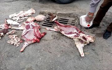عرضه لاشه‌های غیربهداشتی دام در میدان رسالت کرمانشاه متوقف شد/ حمله متخلفان به اکیپ مشترک