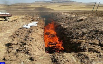 مرغداری مبتلا به نیوکاسل حاد در سنقر معدوم سازی شد