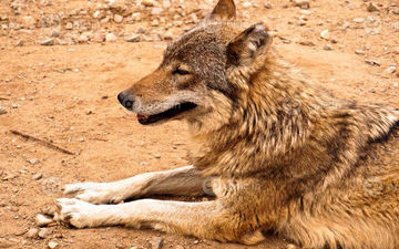 زنده‌گیری گرگ در پارک گوللرباغی میاندوآب