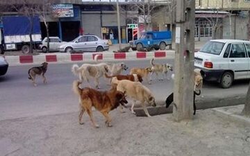 حمله سگ ولگرد به یک شهروند در دماوند